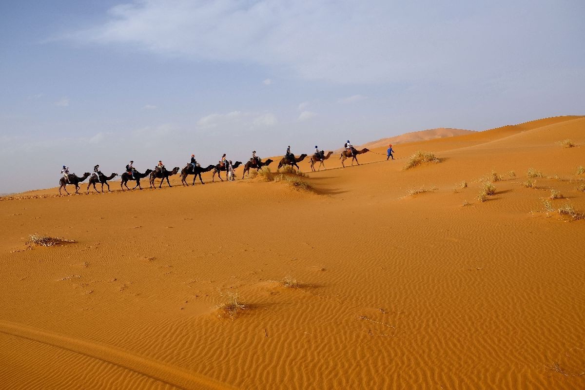 desierto camellos 3
