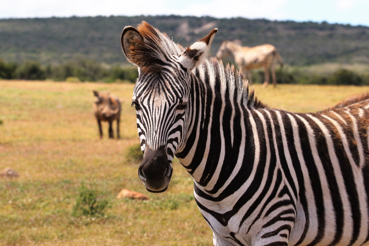 safari zebra 2